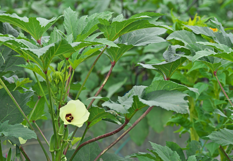 Ibiškovec jedlý (okra)